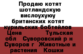 Продаю котят:шотландскую вислоухуюу,  британских котят,  курильских бобтейлов › Цена ­ 3 000 - Тульская обл., Суворовский р-н, Суворов г. Животные и растения » Кошки   